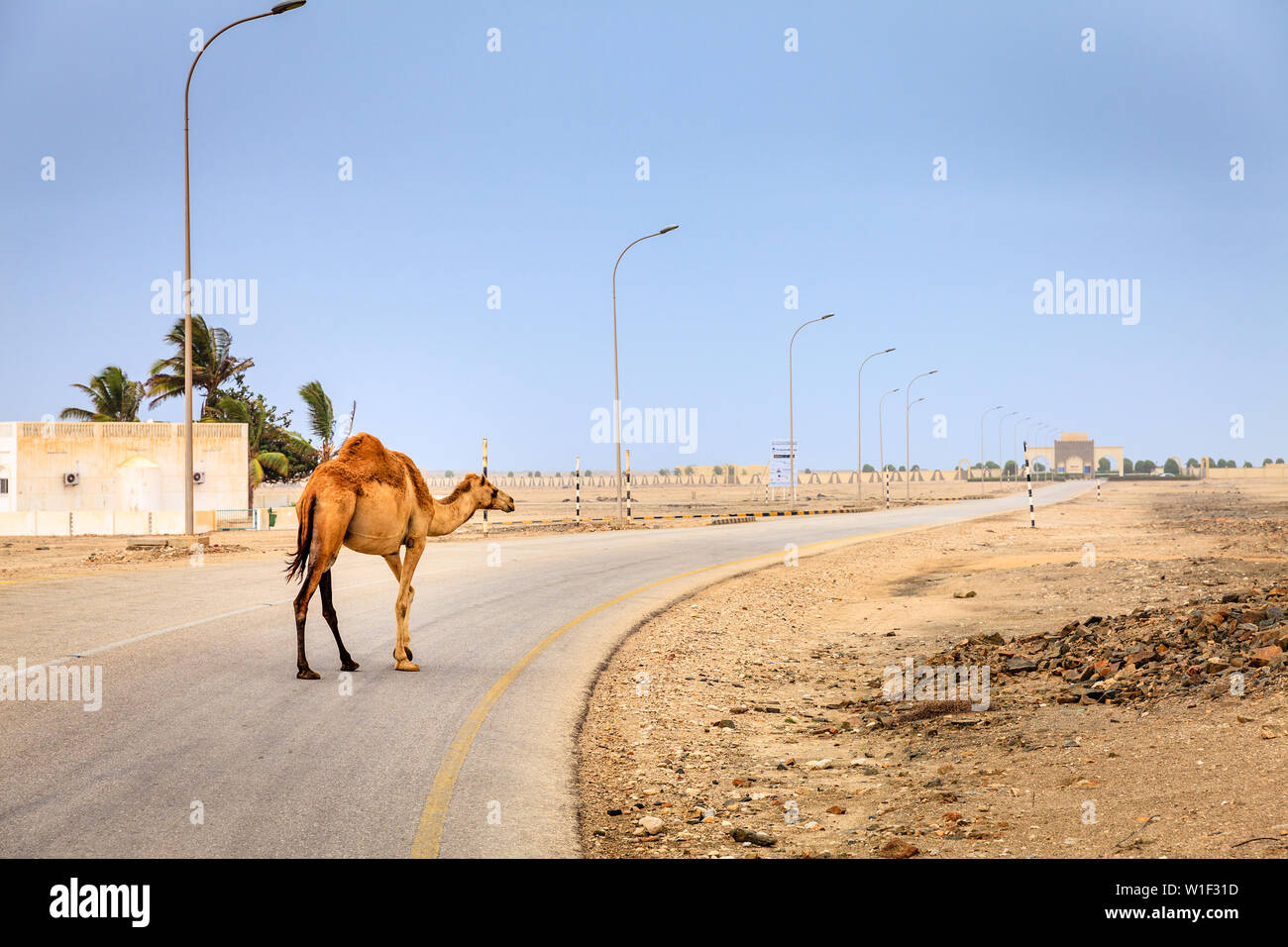 A camel is crossing the road near Salalah, Oman Stock Photo