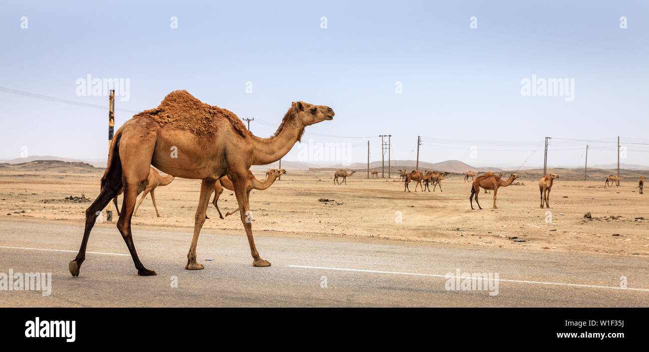 A camel is crossing the road near Salalah, Oman Stock Photo