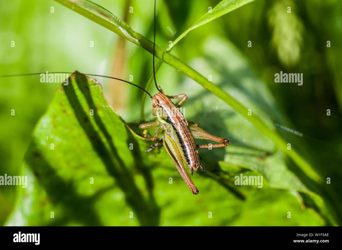 Grasshopper on a green blurred background. Photo of an insect in a natural lashcape. Stock Photo