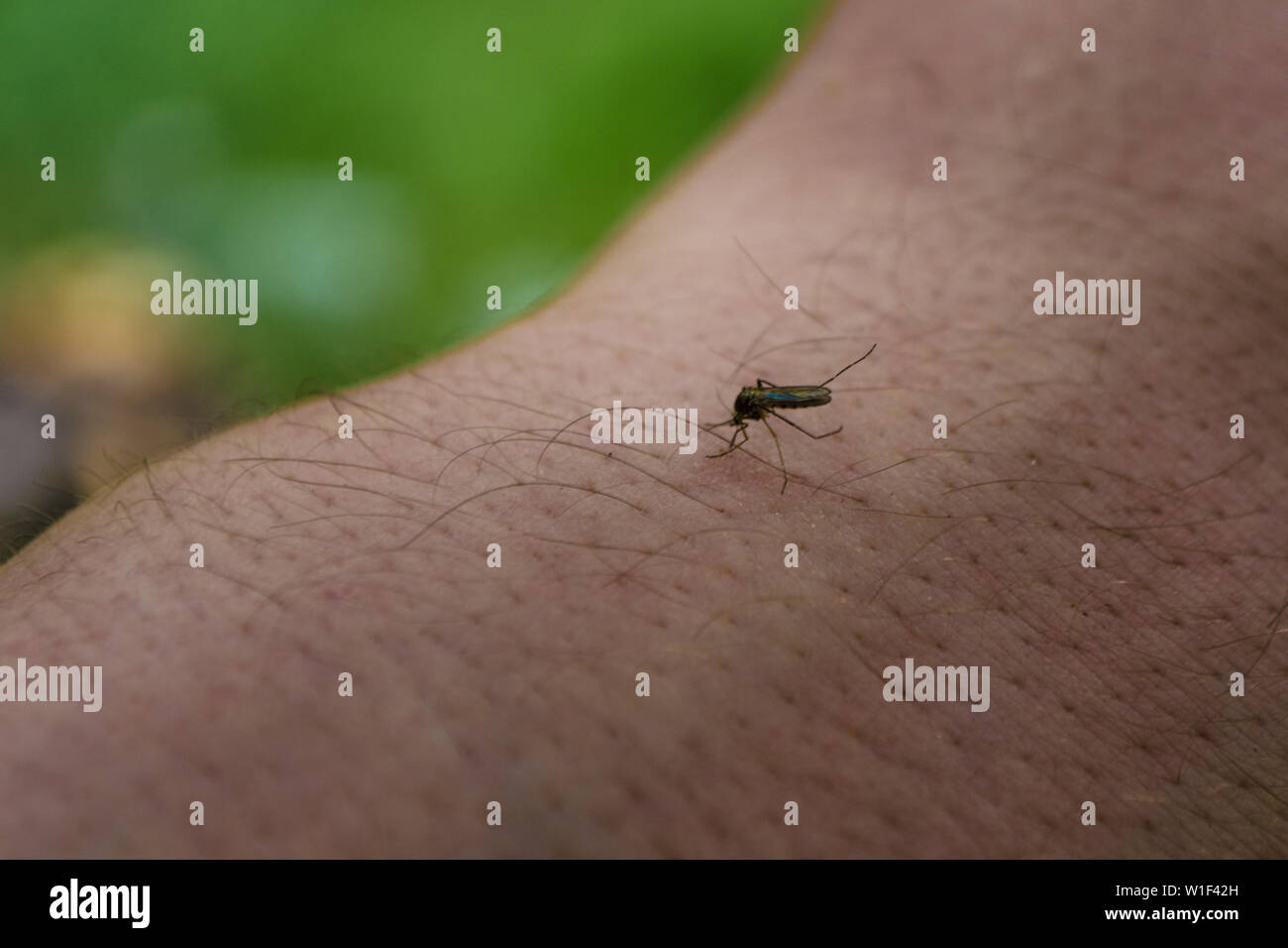 Mosquito sits on mans hand and drinks human blood on green background. Hungry midge on the skin bites out of person. A danger for the health. Stock Photo