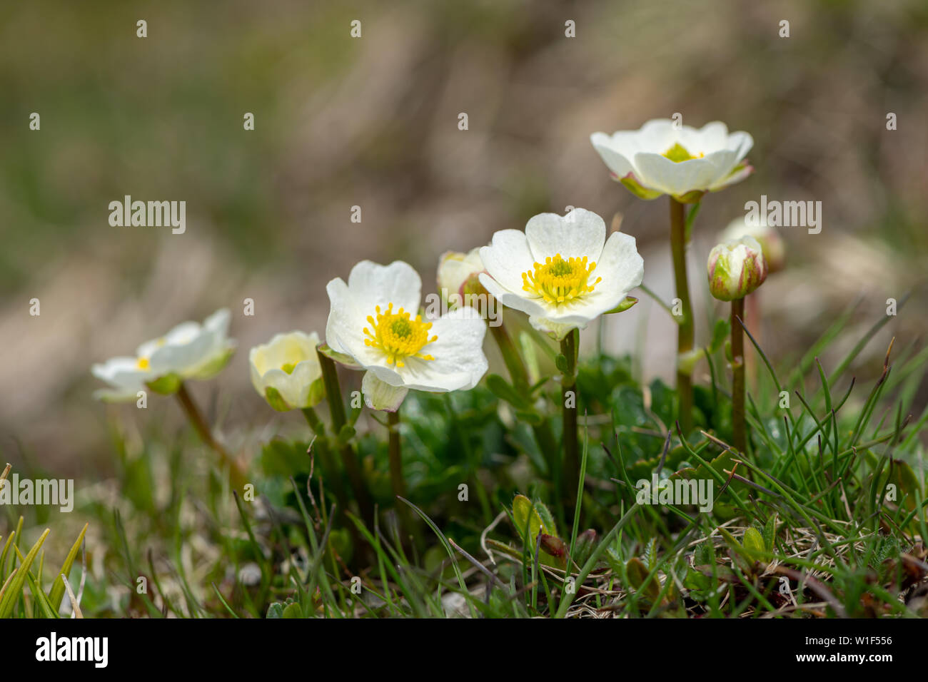 Closeup of an alpine Ranunculus (Ranunculus alpestris, Ranunculaceae) in the Austrian Alps Stock Photo