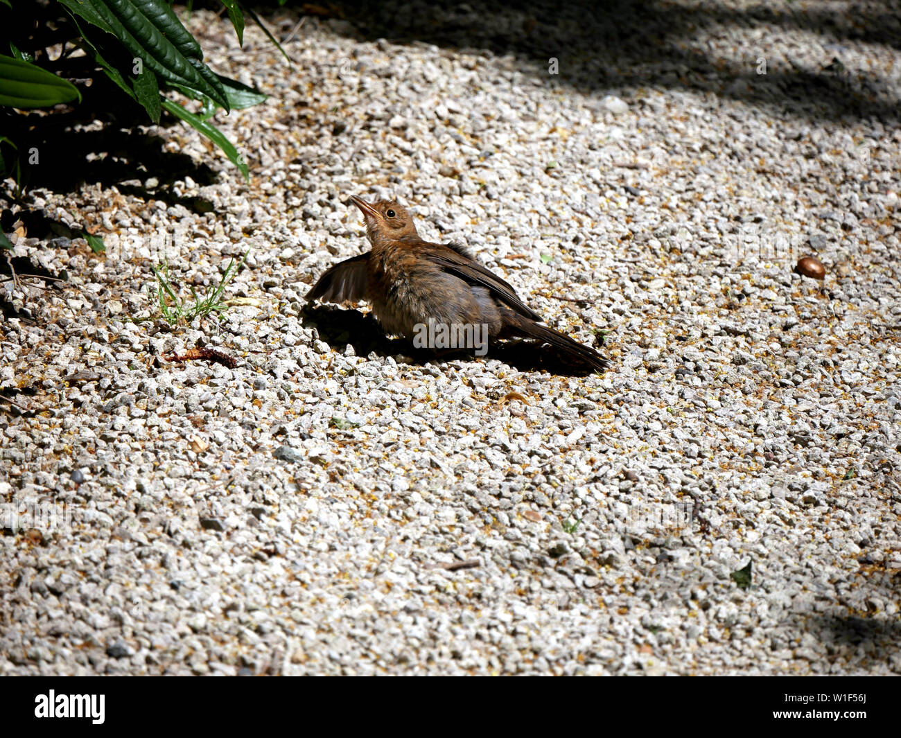 Young blackbird - turdus merula begging for food from it's parents Stock Photo