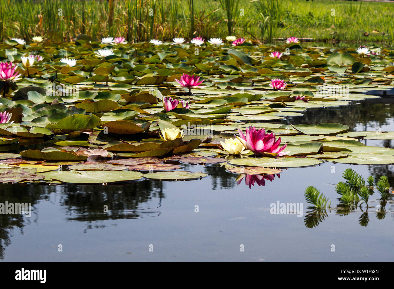 Nuphar Is Genus Of Aquatic Plants In The Family Nymphaeaceae With A Temperate To Subarctic Northern Hemisphere Distribution Common Names Include Wat Stock Photo Alamy