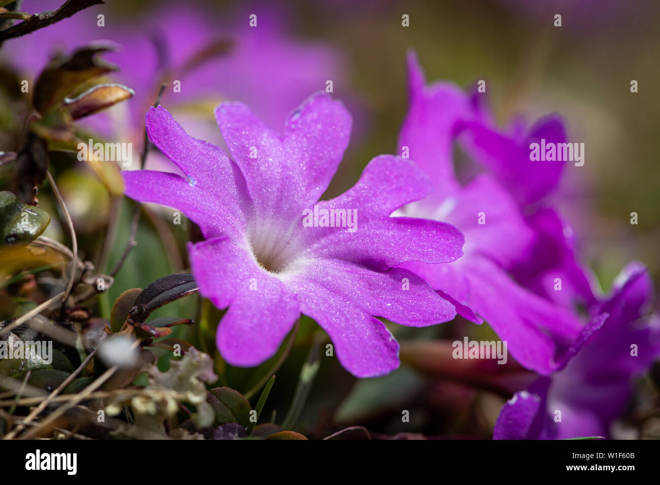 Closeup of an alpine Primula (Primula clusiana, Primulaceae) in the Austrian Alps Stock Photo