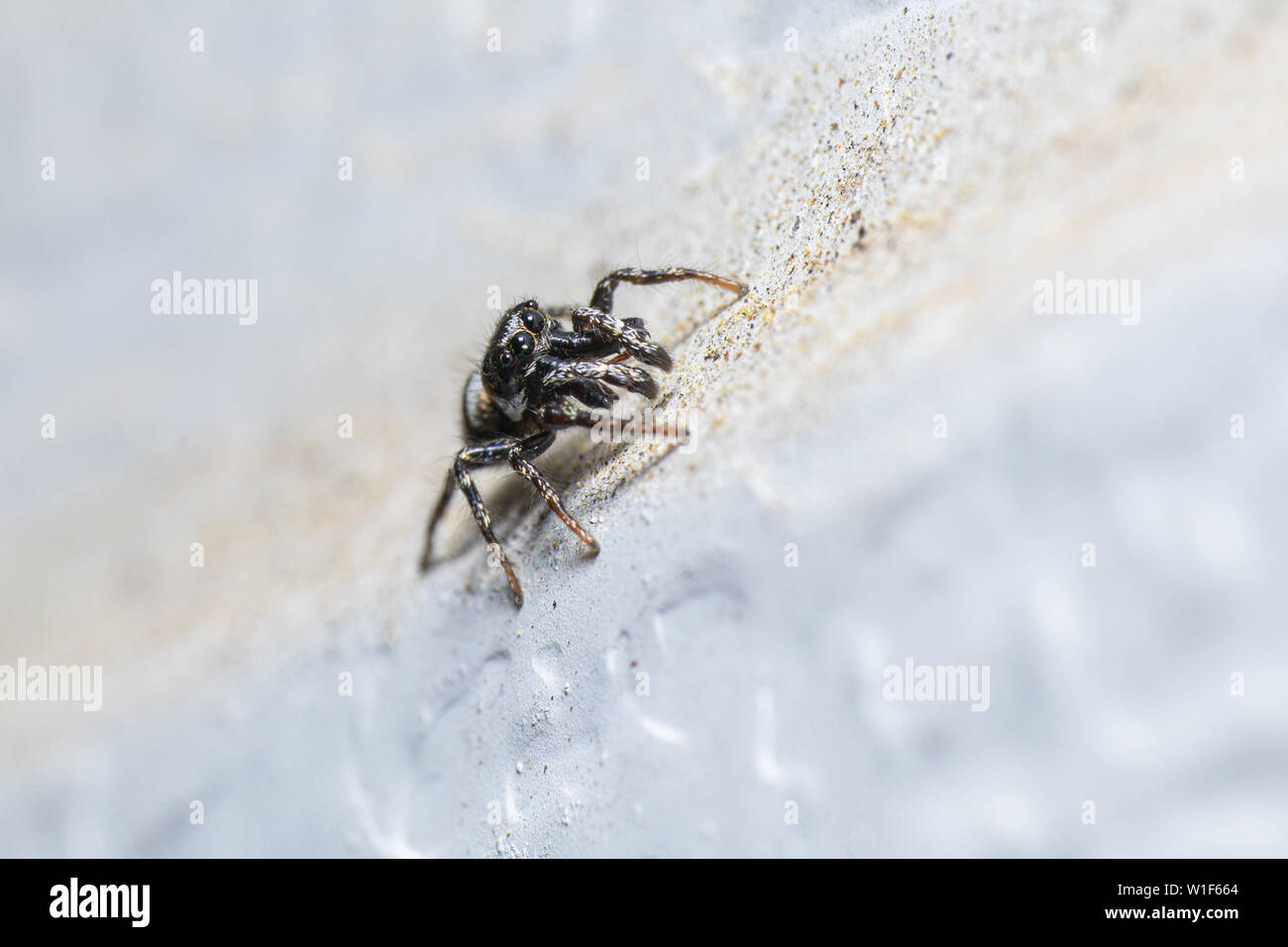 A male Zebra Jumping Spider (Salticus scenicus) on an exterior white wall. Stock Photo