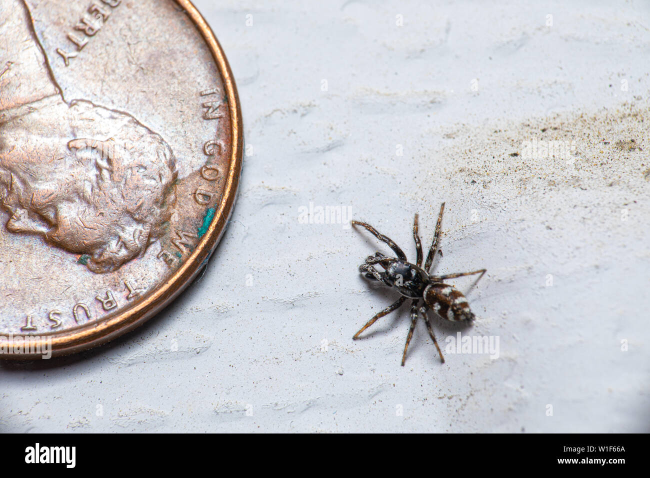 A male Zebra Jumping Spider (Salticus scenicus) on an exterior white wall with a penny next to it for size comparison. Stock Photo