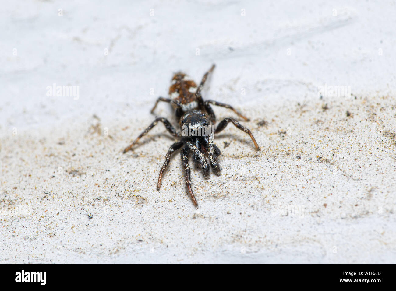 A male Zebra Jumping Spider (Salticus scenicus) on an exterior white wall. Stock Photo