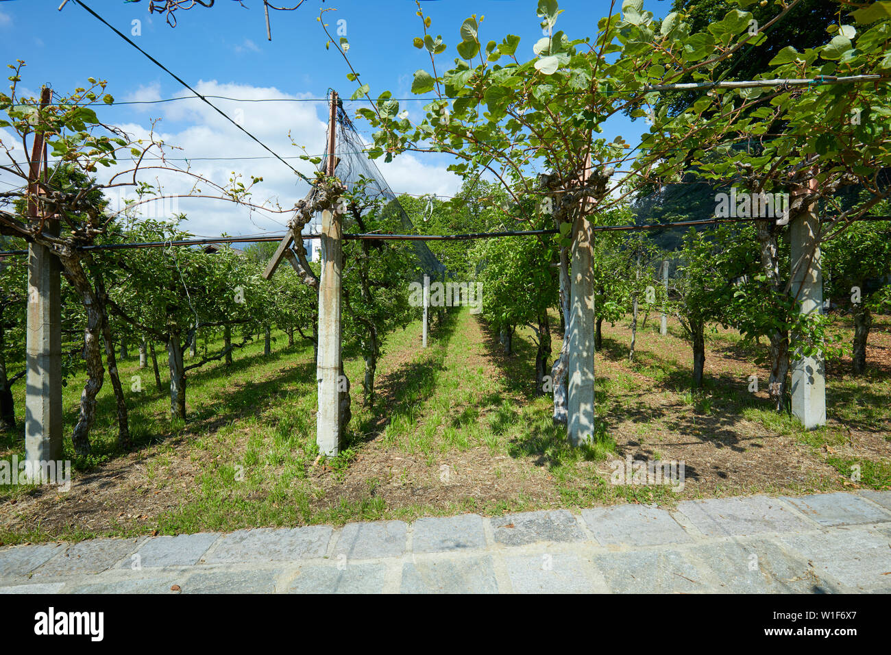 Kiwi tree garden hi-res stock photography and images - Alamy