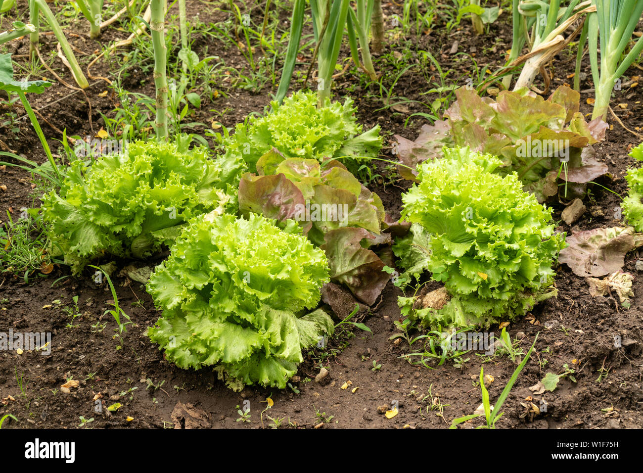 Garden lettuce lactuca sativa hires stock photography and images Alamy