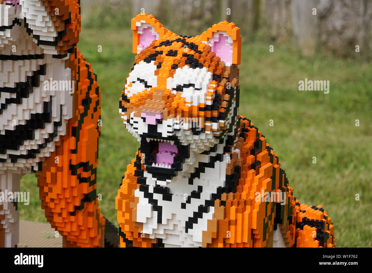 LEGO Tigers and Cheaters taken at Twycross Zoo. Stock Photo