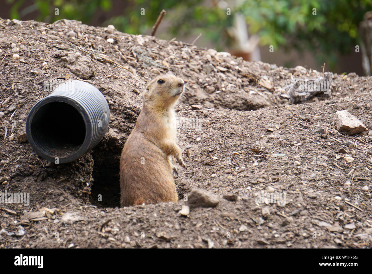 Animals at Twycross Zoo in the UK Stock Photo Alamy