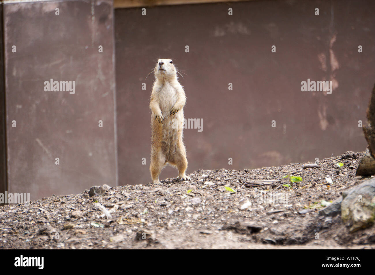 Animals at Twycross Zoo in the UK. Stock Photo