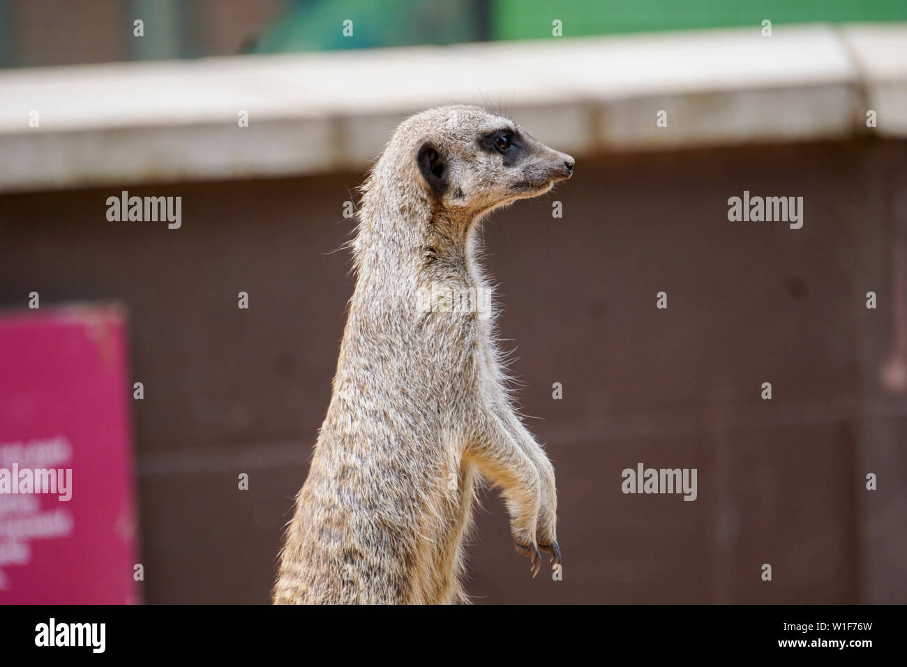 Animals at Twycross Zoo in the UK Stock Photo Alamy