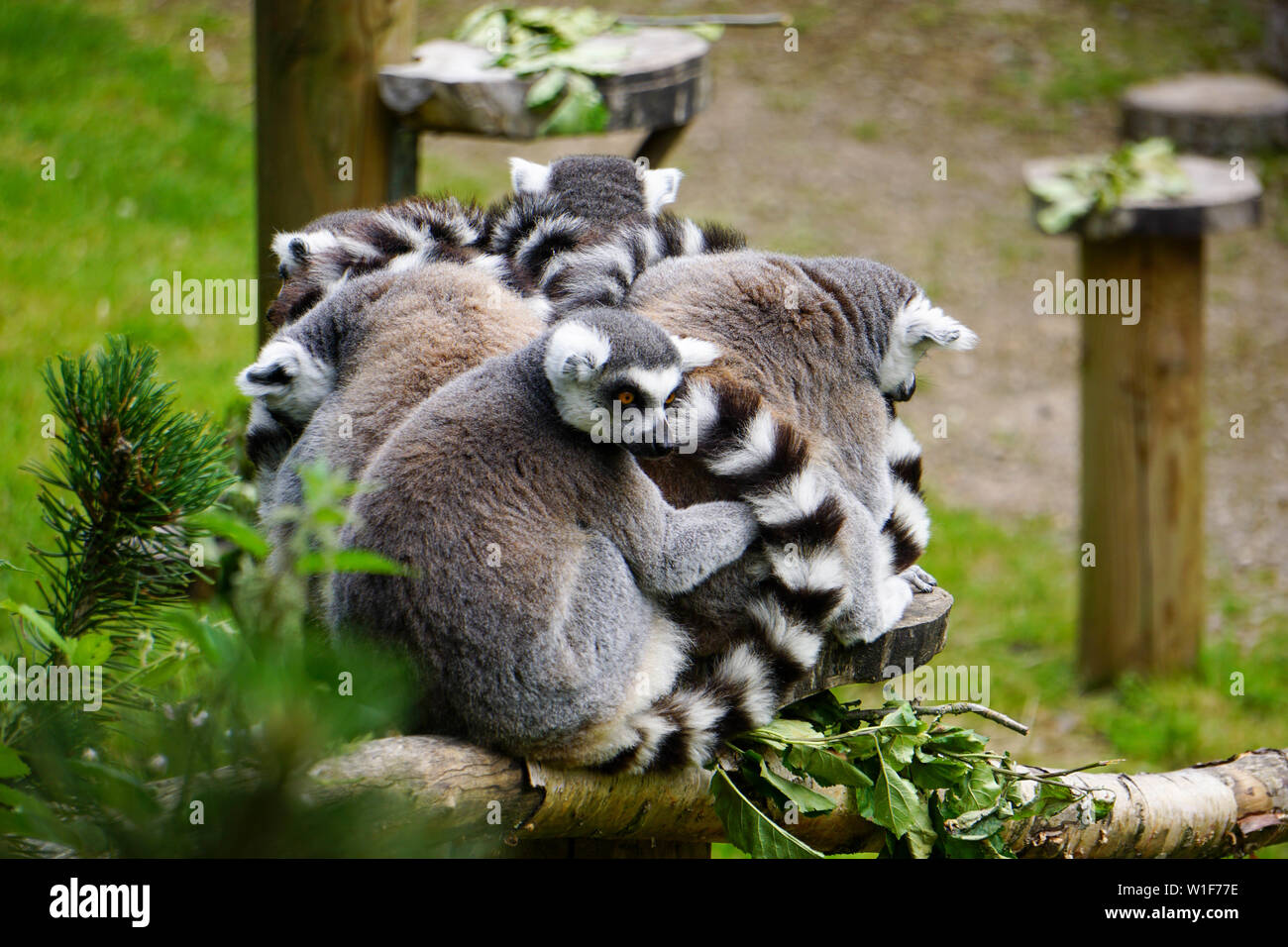 Animals at Twycross Zoo in the UK Stock Photo Alamy