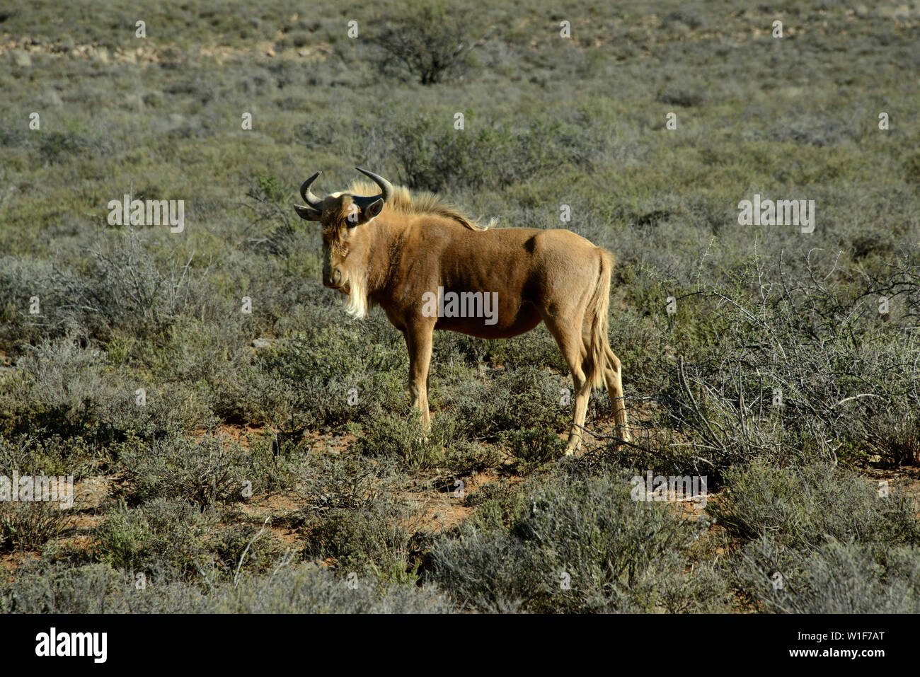 Golden Colour Form Of Blue Wildebeest Connochaetes Taurinus Melton Wold Victoria West Northern Cape South Africa Stock Photo Alamy