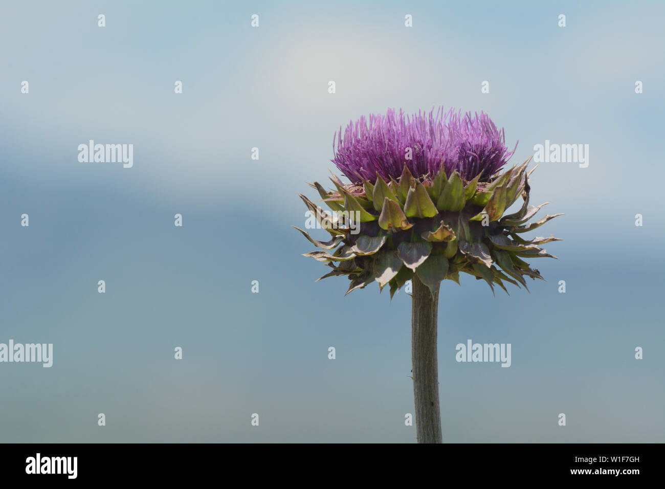 Purple musk thistle flower or carduus nutans against blurred background of Rocky Mountains with clouds Stock Photo