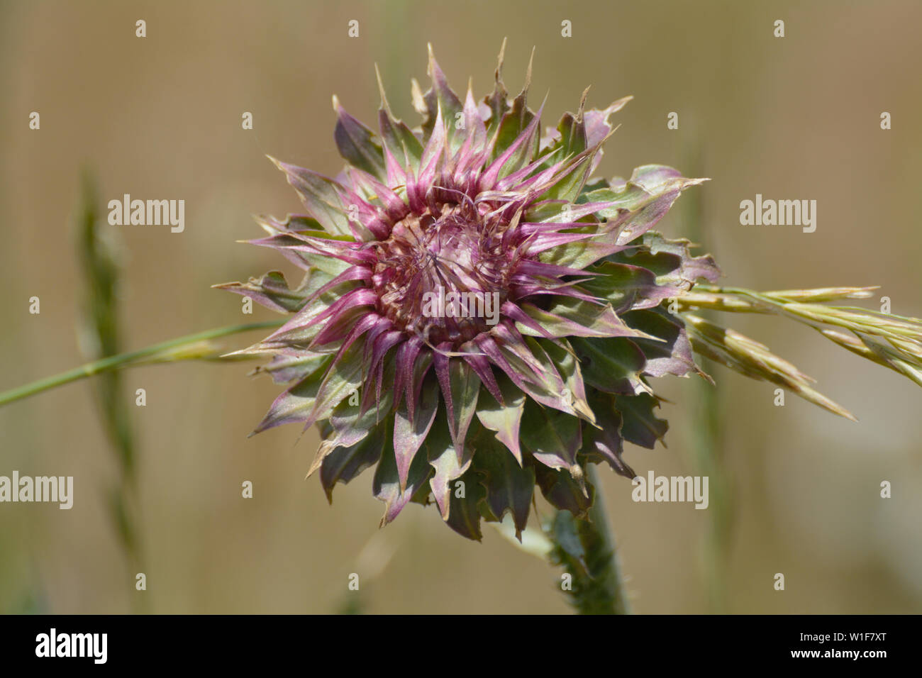 Musk thistle or Carduus nutans flower on field of wild grass and wheat Stock Photo