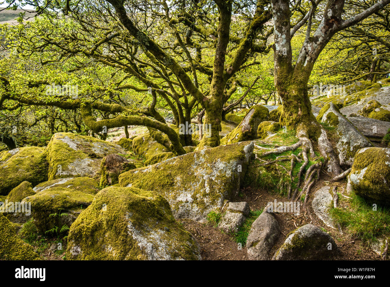 Sessile oaks and moss in Wistman's Wood Dartmoor Devon England UK GB British Isles Stock Photo