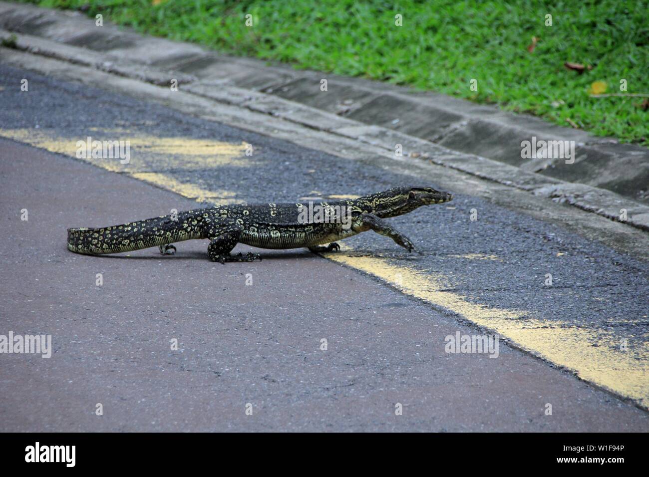 Huge lizard hi-res stock photography and images - Alamy
