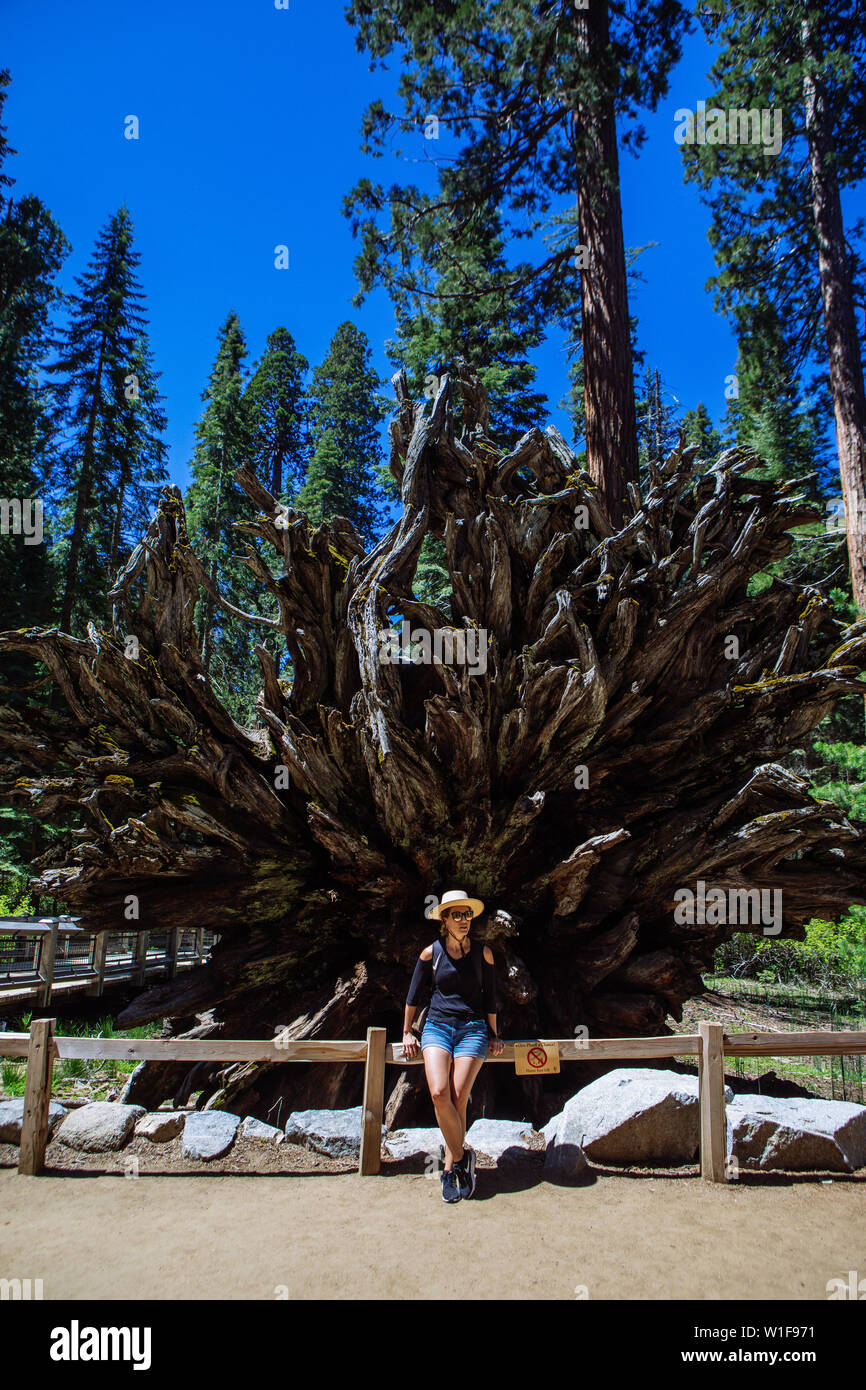 Giant sequoia sequoiadendron giganteum mariposa hi-res stock ...