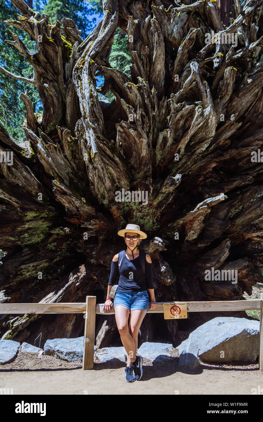 Giant sequoia sequoiadendron giganteum mariposa hi-res stock ...