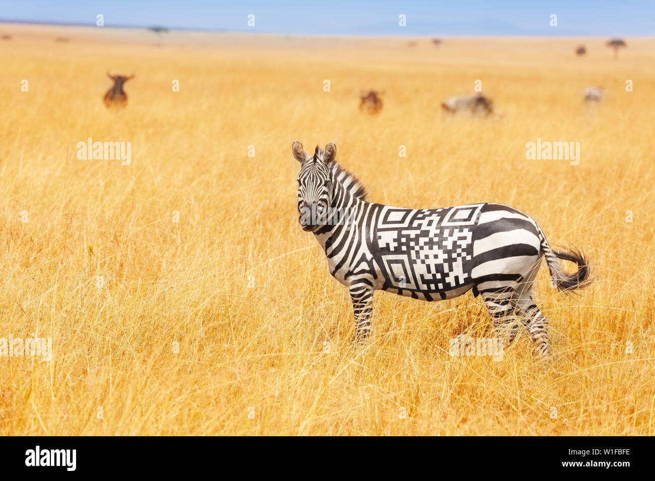 Zebra with black an white QR code printed on the back concept, standing