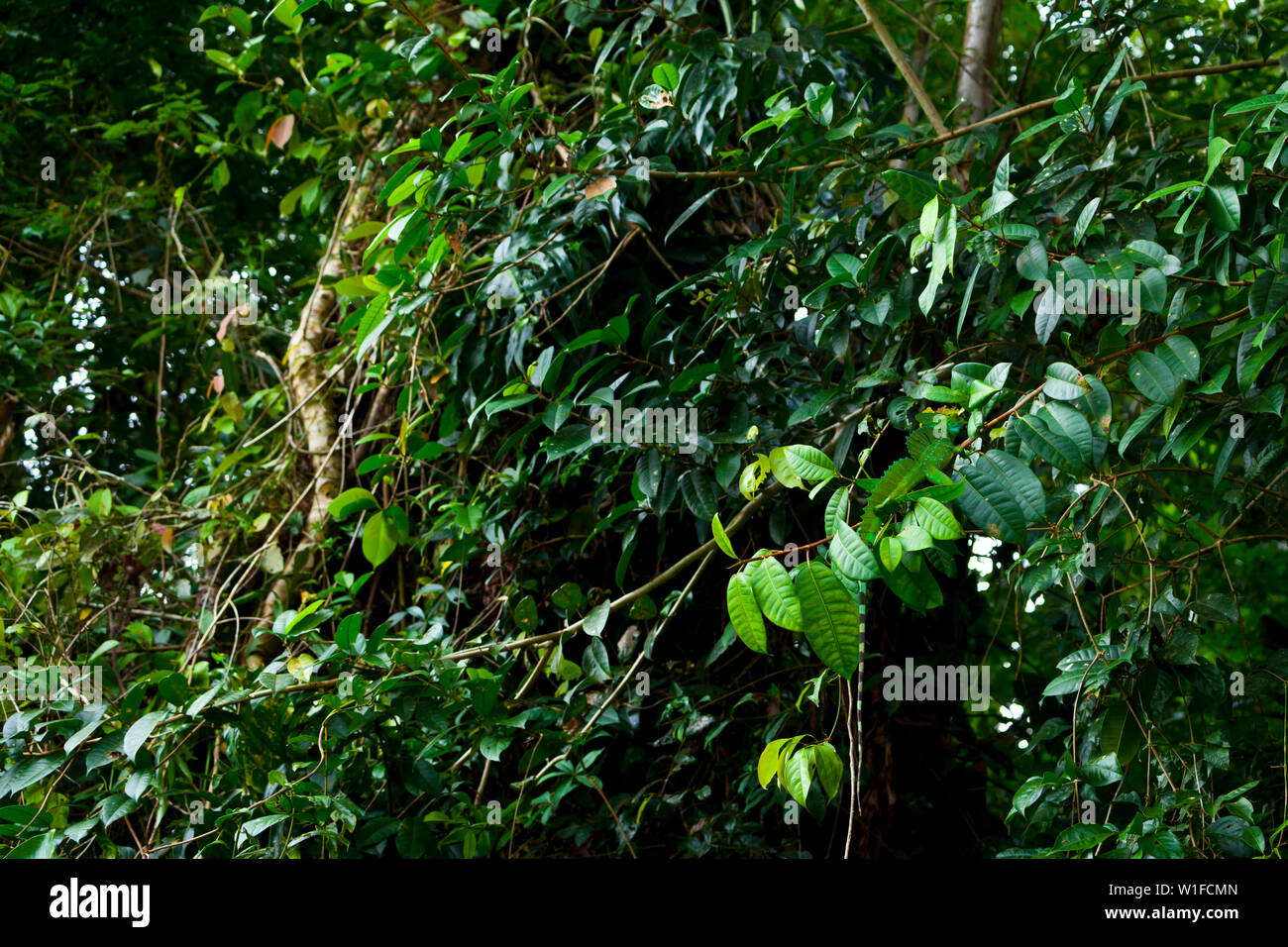 PLUMED BASILISCK - BASILISCO VERDE (Basiliscus plumifrons), Santa Elena Cloud Forest Nature Reserve, Costa Rica, Central America, America Stock Photo