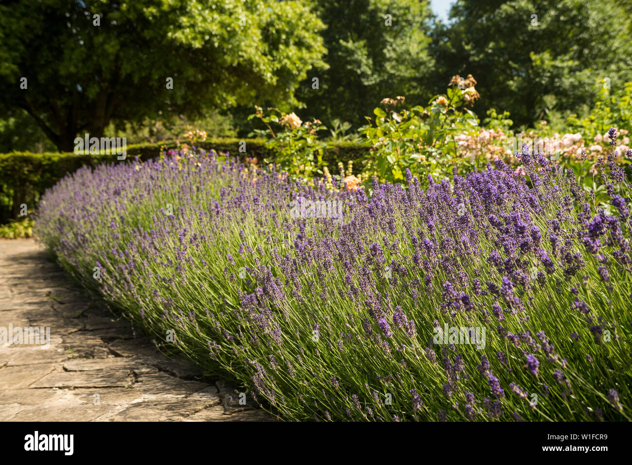 English Lavender growing in a garden Stock Photo Alamy