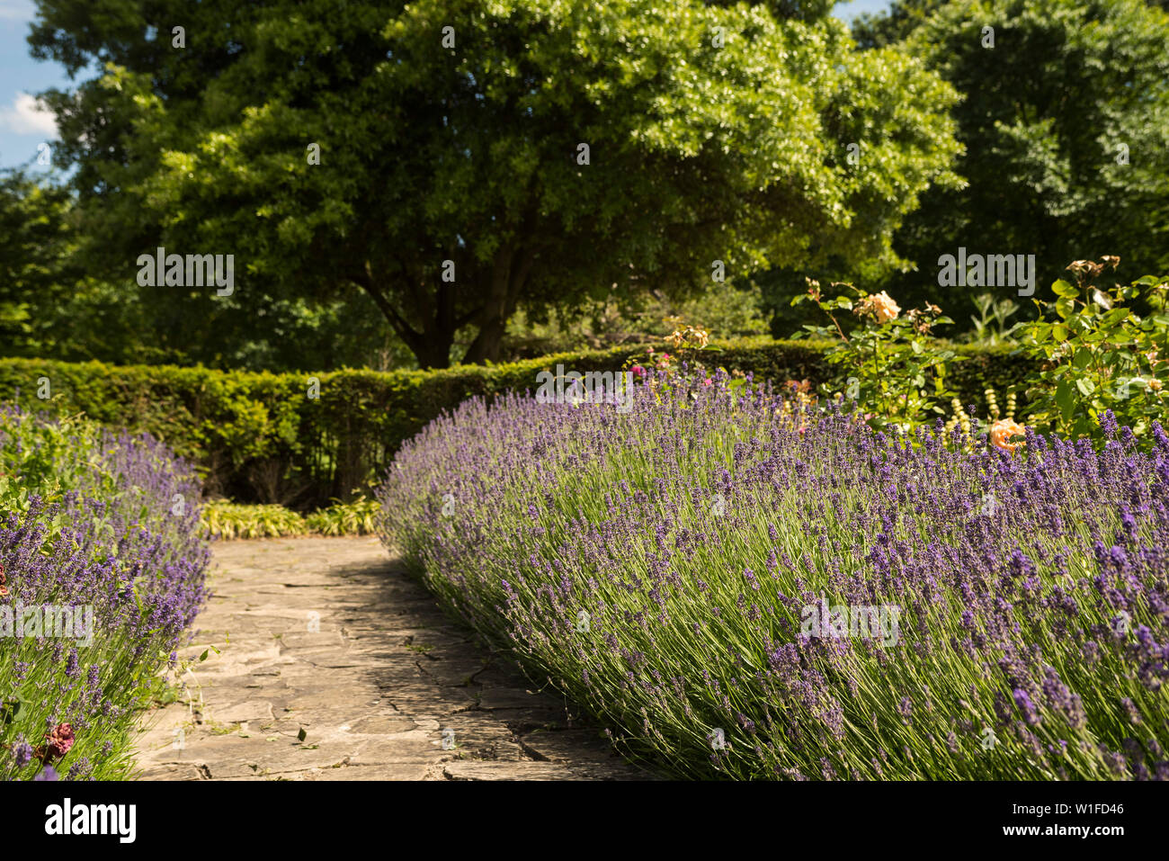 English Lavender growing in a garden. Stock Photo