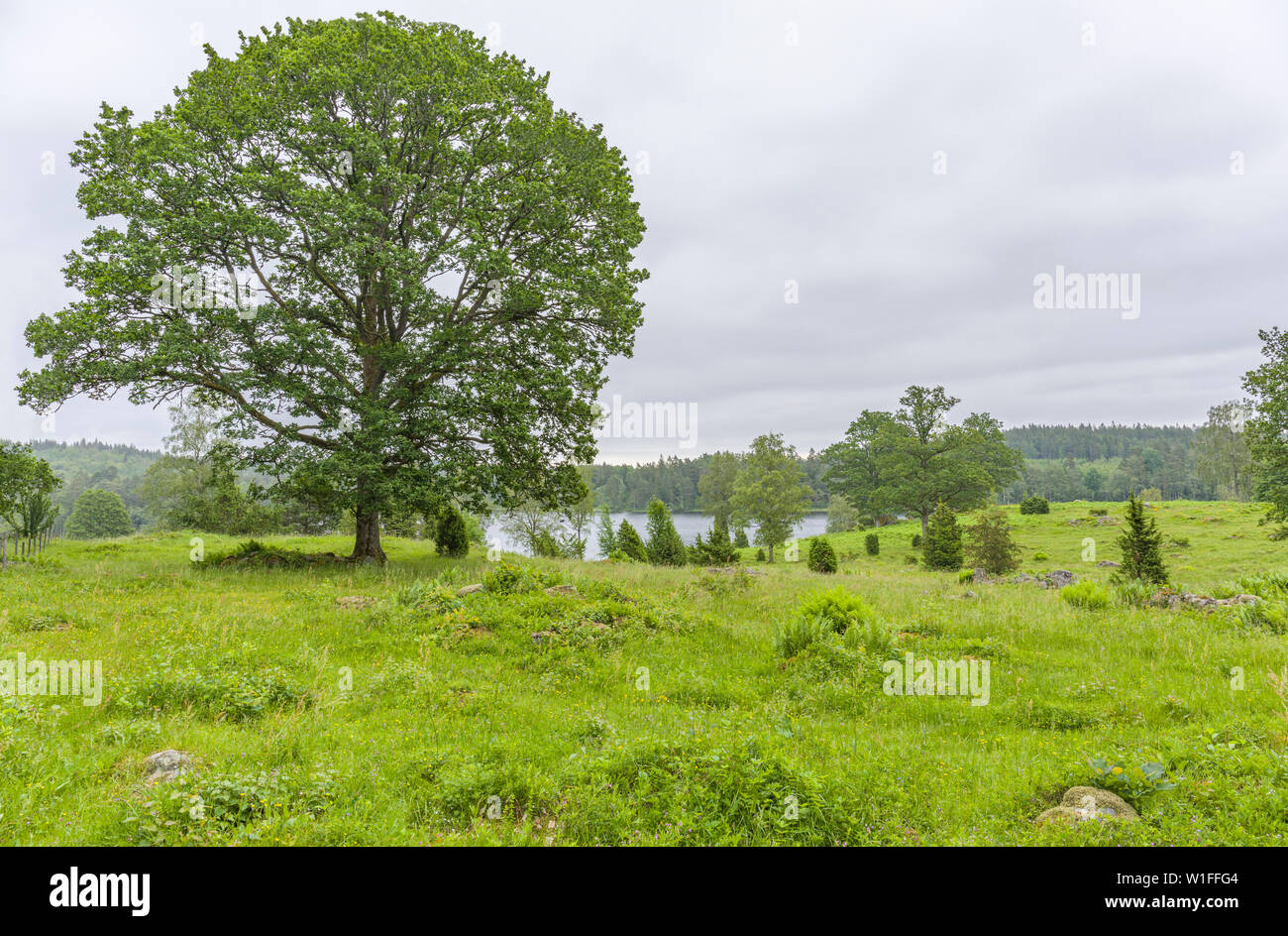 Typical Swedish or Scandinavian countryside summer landscape view with beautiful fresh green meadow field overlooking small lake surrounded by forest Stock Photo