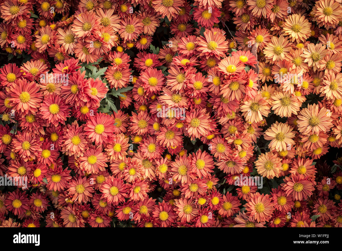 I don't know the name Stock Photo Alamy