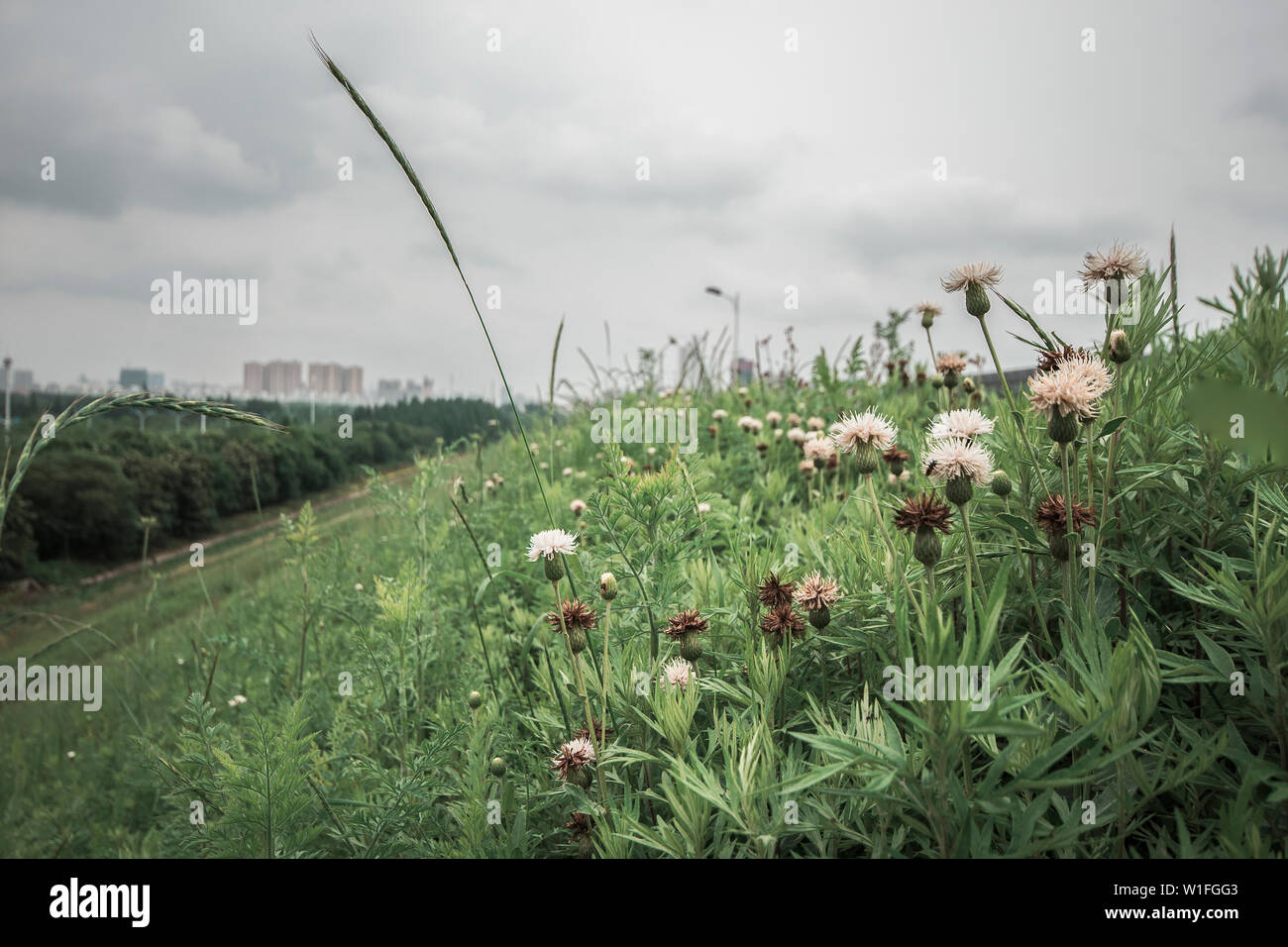 nature environment summer grass outdoors Stock Photo - Alamy