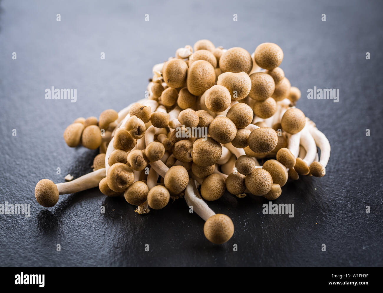 Buna Shimeji - edible mushroom from East Asia Stock Photo