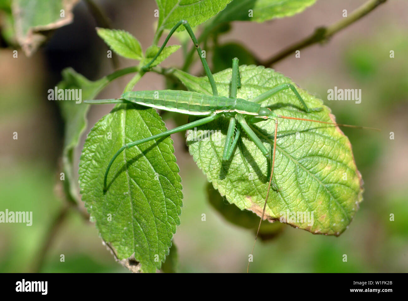 Saga hellenica, grasshopper, Heuschrecke Stock Photo