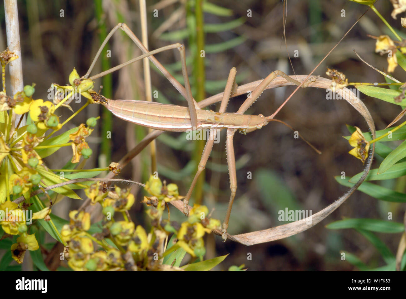 Saga hellenica, grasshopper, Heuschrecke Stock Photo
