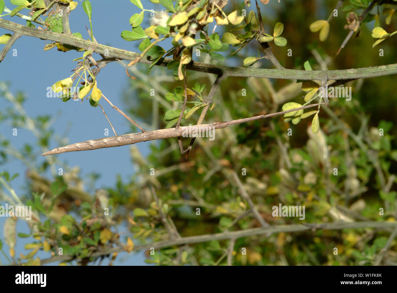 French stick insect, Clonopsis gallica Stock Photo