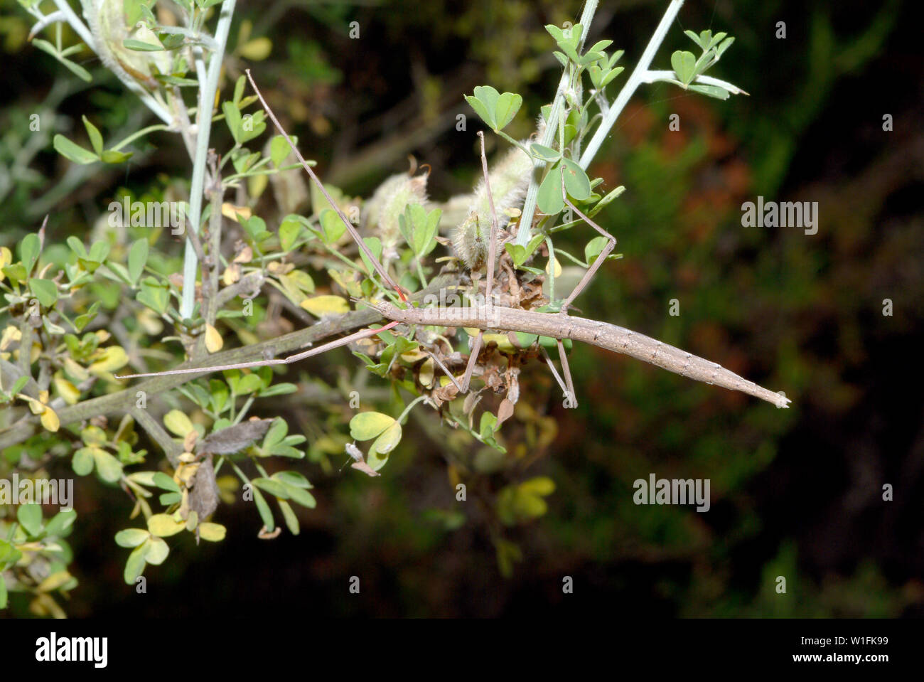 French stick insect, Clonopsis gallica Stock Photo