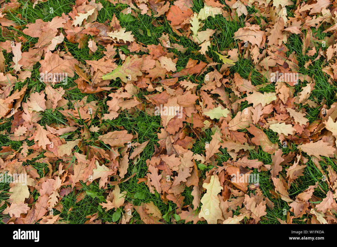 Texture of green grass and yellow autumn leaves Stock Photo - Alamy