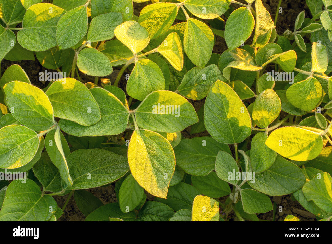 Soya Bean Plants High Resolution Stock Photography and Images - Alamy