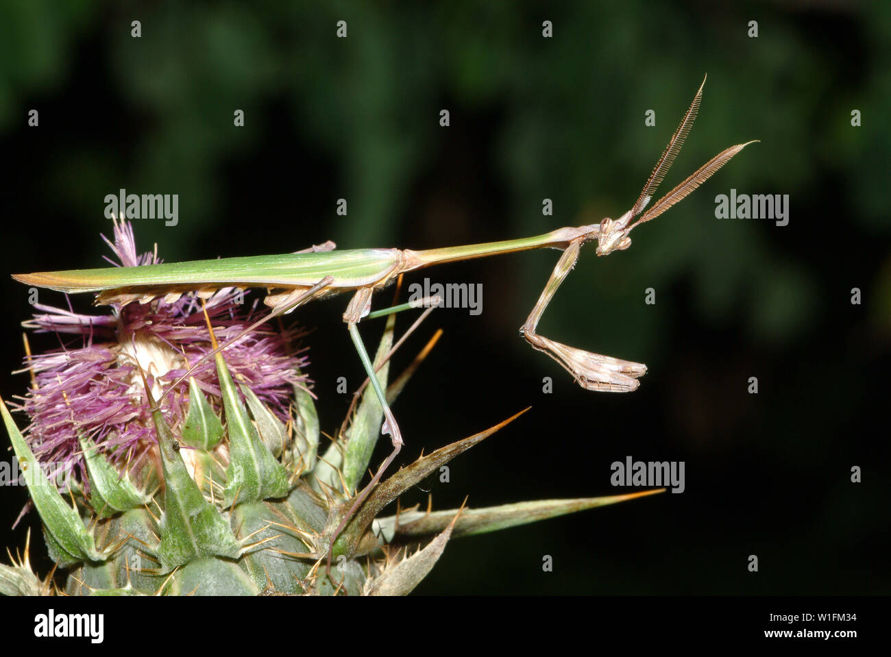 conehead mantis, Empusa pennata, Haubenfangschrecke Stock Photo