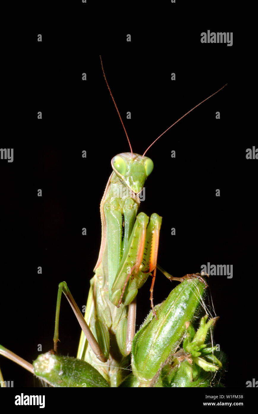 European mantis, Mantis religiosa, Europäische Gottesanbeterin Stock Photo