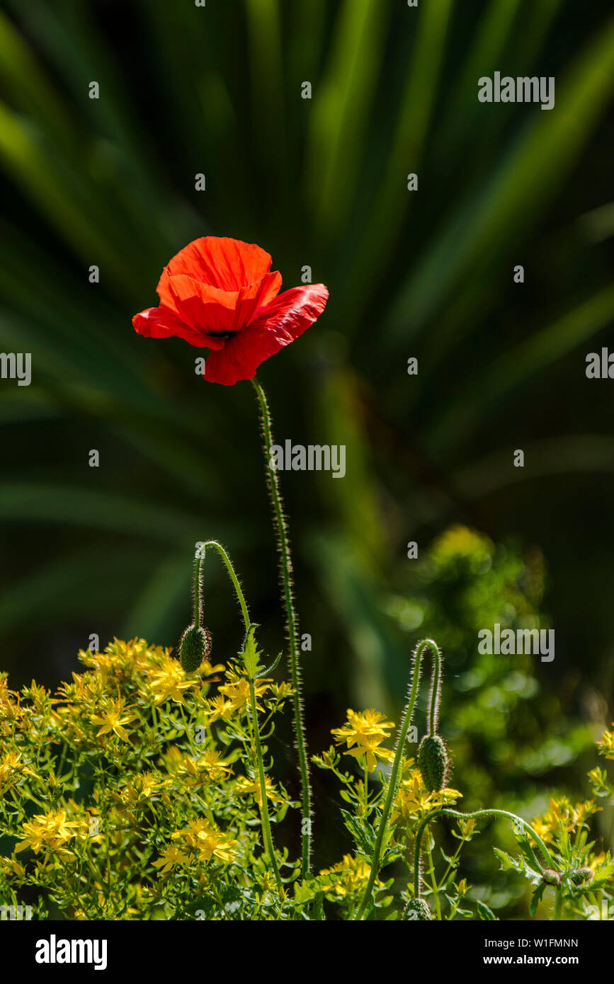 Papaver rhoeas.  Common Poppy Stock Photo