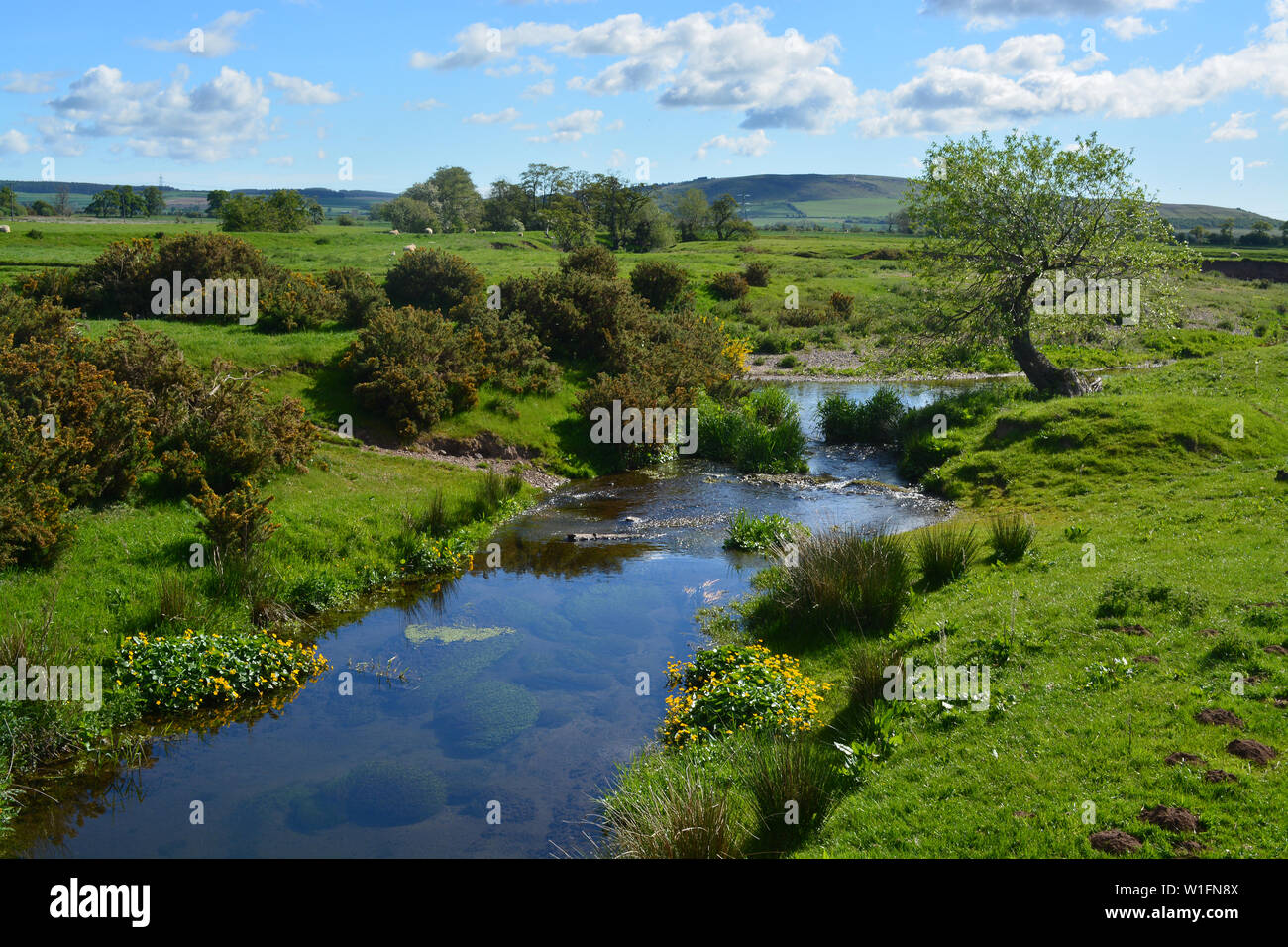 River Till, Bendor, Northumberland Stock Photo