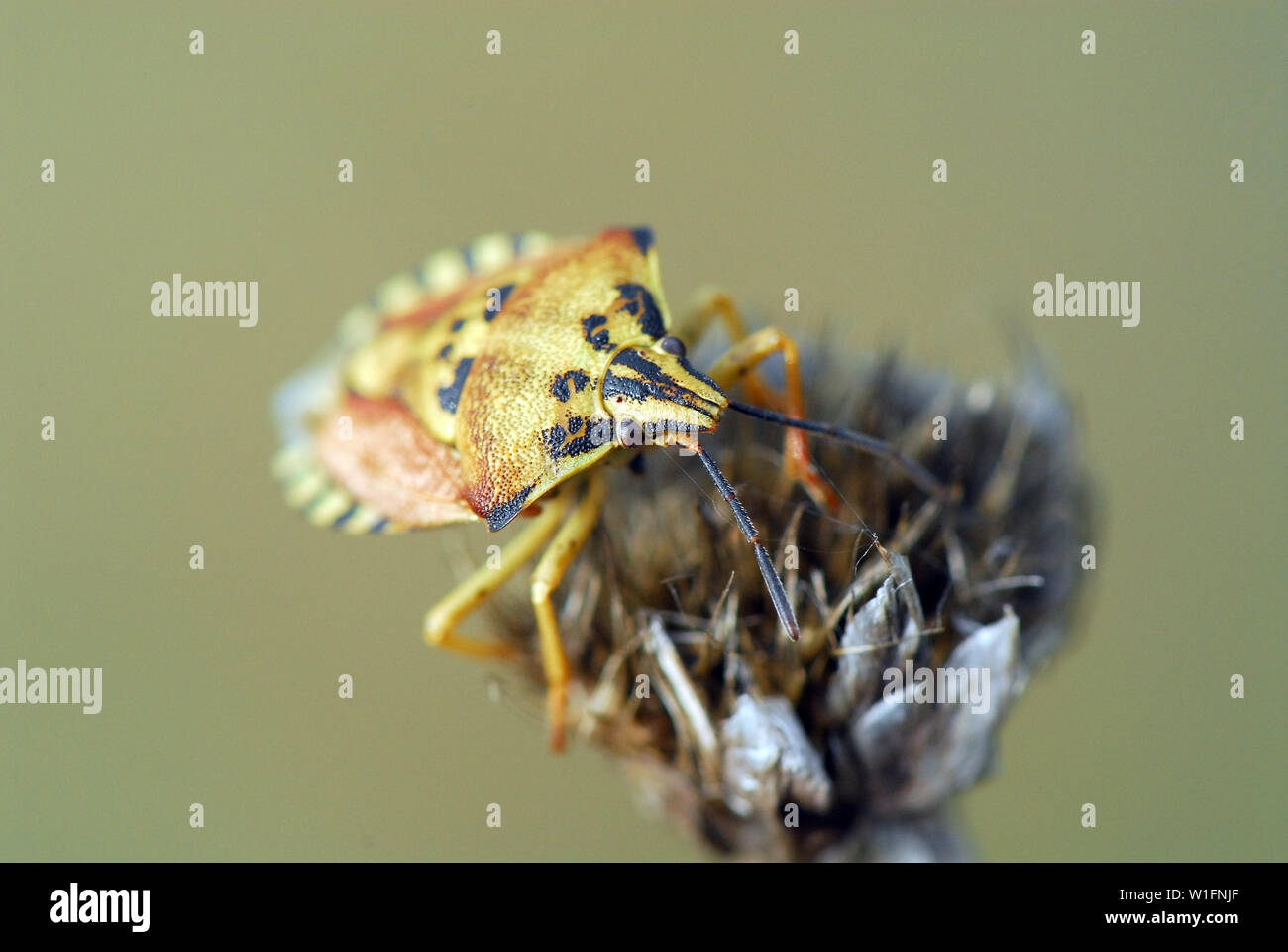 sloe bug, Dolycoris baccarum, Beerenwanze Stock Photo