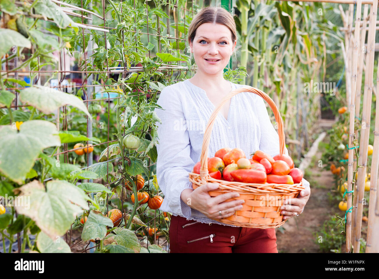 Young woman farmer holding basket with harvest of tomatoes in sunny ...