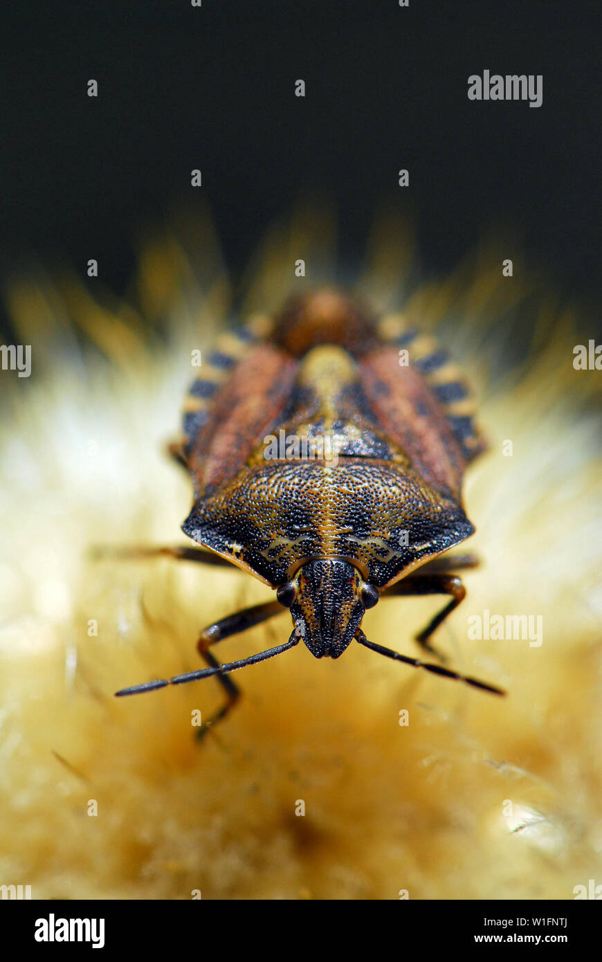 sloe bug, Dolycoris baccarum, Beerenwanze Stock Photo