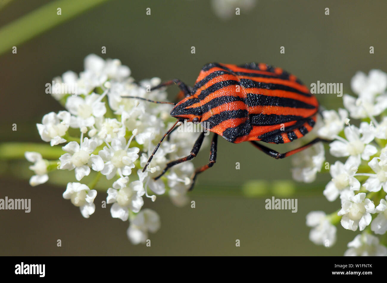 Striped bug and Minstrel bug, Graphosoma lineatum, Streifenwanze Stock Photo