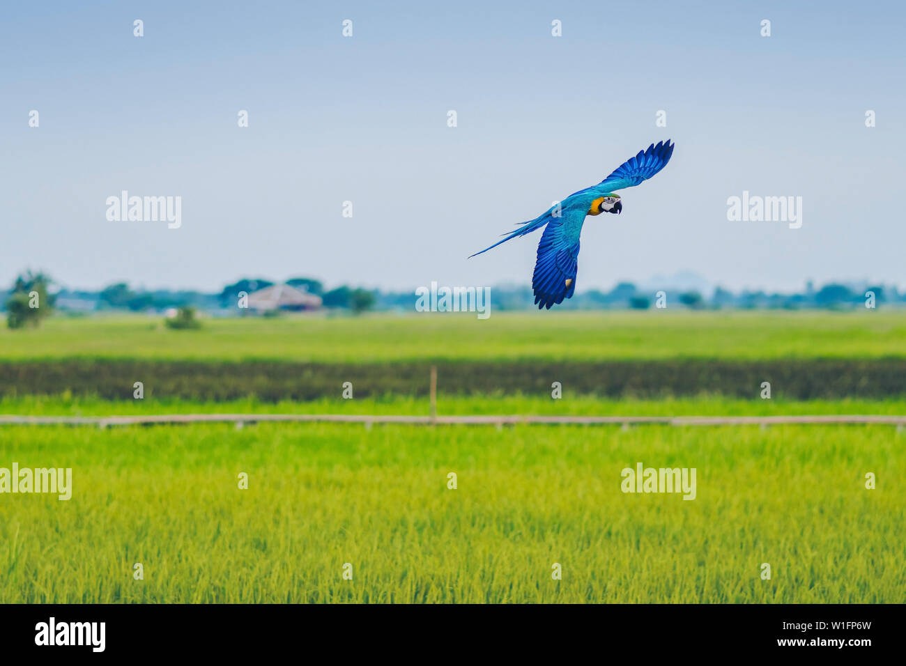 Colorful of the macaw parrot practice flying in the fields. Stock Photo