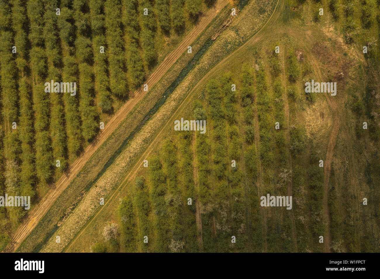 Drone view of apple orchard with dirt road during spring. Photo from a height in spring. Stock Photo