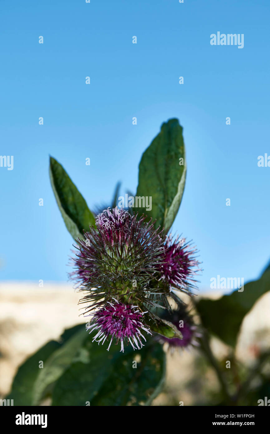 Burdock plant in flower against a bright blue summer sky Stock Photo